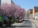 Linzer Strae bei Nr. 150 mit blhenden Bumen