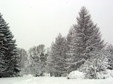 Winter in den Steinhofgründen