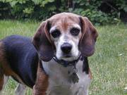 hexe.jpg (6192 Byte)